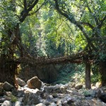 Meghalaya Root Bridges