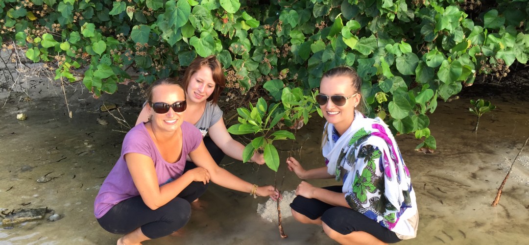 Volunteer Planting Mangroves Maldives