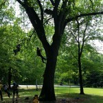 Tree climbing -Adventure climb