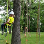 Tree climbing in Winnipeg